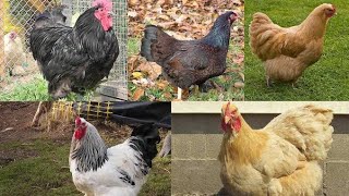 #Top 10 most expensive chicken breeds #viral
