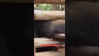 മദംപൊട്ടി പി #new #elephantattack #kayyoppu #elephant #newnewnew ടി 7 | Aanakkaryam