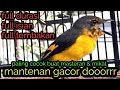 Masteran burung mantenan gacor super jernih full isian