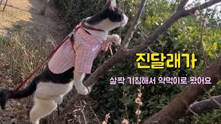 정식이의233번째 이야기~~봄날의 운동겸 길냥이 밥배달^^