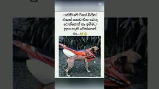 Honda වලින් විතරයි මේ බයිසිකල්