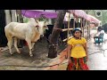 dhakar qurbani goru 2024 • এলাকা ঘুরে ঘুরে কোরবানির গরু দেখা part 6 • eid ul adha • cow lovers