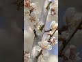 japanese honeybees and plum blossoms