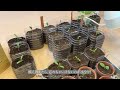 vlog growing seedlings in a home garden with plastic bottles！french organic tea