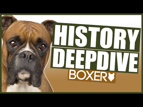 Where did the Boxer dog originate from?