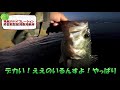 【琵琶湖バス釣り】ザリバイブで夕マズメギリギリのクオリティバスゲット！琵琶湖おかっぱり晩秋から初冬はバイブレーションが激熱！琵琶湖南湖東岸で一誠isseiザリバイブ67が激ハマり！マスゲン岩も見てきた