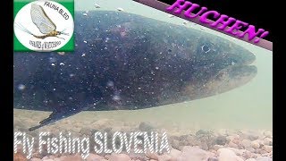 Huchen Fischen Slowenien - Intro