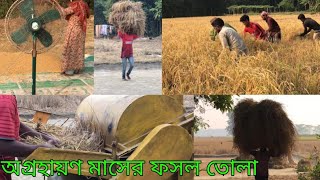 অগ্রহায়ণ মাসের ধান কাটা। ধান মাড়াই মিশিন। হেমন্ত মৌসুমে ধান কাটা। Farmers harvest paddy in autumn