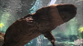 オオサンショウウオのかわいい瞳 Cute eyes of Giant salamander