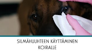 Vetsy | Silmähuuhteen käyttäminen koiralle tai kissalle