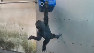 金剛寶寶Ringo臂力很強大🦍👶 Baby gorilla Ringo's arms are very strong