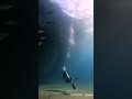 surviving the ocean s killers the deadliest creatures beneath 🤯 short amazing trend viralreels