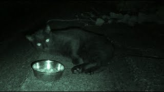 【地域猫】釣りの遠征後でも毎日しなければならない事・・・・【魚くれくれ野良猫製作委員会】