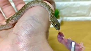 毒ヘビに大好物を見せたら…   Madagascar Cat Eyed Snake