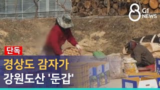 [G1뉴스] (단독) 경상도 감자가 강원도산 '둔갑'