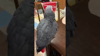 汽車ポッポ　踊るヨウム　歌うヨウム　端唄根岸　インコの門下生