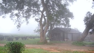 雲霧中的三義慈濟茶園｜慈濟山茶園 (廣盛茶園)