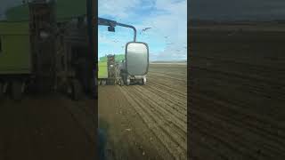 Cosechando vetabeles sugar beet Harvest