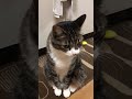 猫　大虎 タイガ 今日めちゃくちゃ寒いやん😅 猫動画 vml