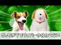 25000円のラブライブの、犬の人形【猫ミーム】 猫マニ 猫ミーム