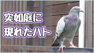 逃げないハトを保護したらケガしたレース鳩でした　　A racing pigeon came to the garden