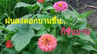 บานชื่นออกดอกสีสวยสดหลายสี เมื่อยามได้ฝน #ดอกไม้ชื่อมงคล