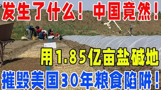 发生了什么！中国竟然！用1.85亿亩盐碱地！摧毁美国30年粮食陷阱！#中国#粮食