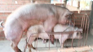 320px x 180px - Mxtube.net :: Pig mating closeup video Mp4 3GP Video & Mp3 Download  unlimited Videos Download