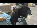 baby crow asking for head scratches part 1