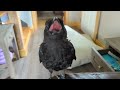 baby crow asking for head scratches part 1