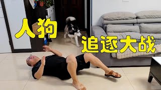 二哈和铲屎官上演追逐大战，不愧是雪橇犬，直接把主人累废了【马桶的逗比狗生】#萌宠 #哈士奇 #二哈 #宠物 #狗狗