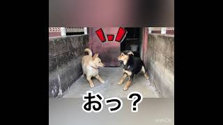 【保護犬】一緒に遊ぼ♪『グーくん（譲渡されました。）＆セロリくん（譲渡されました。）』