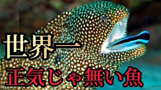 魚なのにサルよりも賢い？海底の掃除屋の信頼と大詐欺師・ホンソメワケベラ【ぴえん過ぎる生き物紹介】