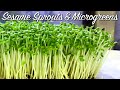 How to Grow Sesame Sprouts & Sesame Microgreens - No Drain Tray Method 微绿芝麻菜芽