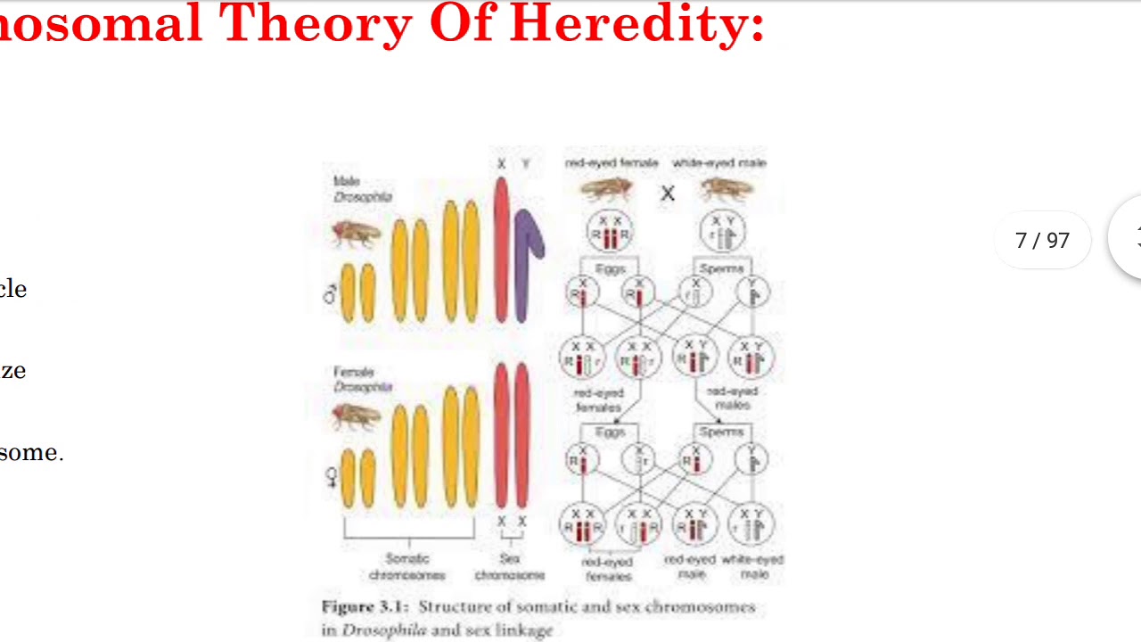 Chromosomal Theory Of Inheritance.lntroduction - YouTube