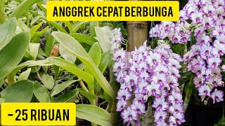 CUMA 25 RIBUAN PROMO ANGGREK UNTUK PEMULA