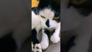 when your cat is so cute #dog #funny #cute #puppy #funnypuppy