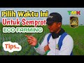 Waktu Yang Tepat Untuk Menyemprotkan Pupuk Eco Farming