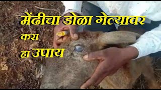 शेळीचा/मेंढीचा डोळा गेल्यावर करायचा  उपाय/ वापरायचे औषध #sheep_vaccination