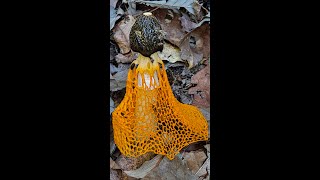 여왕의 드레스(Queen's Dress)를 입은 노랑망태버섯(Phallus luteus)/버섯의 여왕(Queen of Mushrooms)/드레스 버섯, 식물이야기, #Shorts