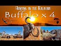 Buffalo Hunting, FOUR more bulls in one video. #hunting