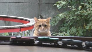 【HOゲージガーデン】爆走!!ねこ見列車3  吾輩は猫鉄であるHO gauge garden. A cat came to the HO gauge garden.(3)