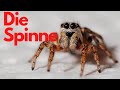 Die Spinne - Kindervideo Lernvideo