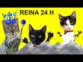 Gatos Luna y Estrella ¿la Reina del hielo por 24 horas nos quiere congelar? / Videos de gatitos