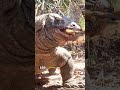 Komodo Devouring Goats: A Fascinating Encounter #animals #youtubeshorts