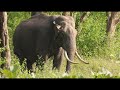 bandipur safari experience in 4k wildlife photography tips u0026 wildlife encounters cj wild vlogs