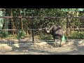 エミュー 宮崎市フェニックス自然動物園 2019年12月9日