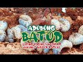 Ep.23,2024 || ADOBONG BATOD || Eating Coconut Worm or Coconut Weevils Larvae