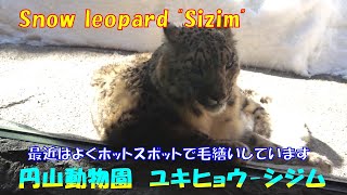 最近はよくホットスポットで毛繕いしています（円山動物園　ユキヒョウのシジム）~Snow leopards are grooming in hot spots.~