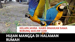 BURUNG MACAW  PENCURI BUAH KELAPA / BURUNG YANG HARGANYA JUTAAN DI BRAZIL HIDUP LIAR